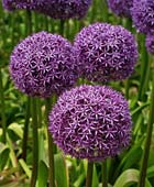 PHOTO: Allium Globemaster