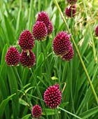 PHOTO: Allium sphaerocephalon