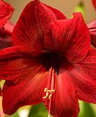 PHOTO: Hippeastrum ‘Red Pearl’