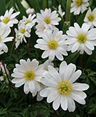 PHOTO: Anemone blanda ‘White Splendour’