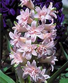 PHOTO: Hyacinthus orientalis 'Chestnut Flower’