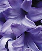 PHOTO: Hyacinthus orientalis ‘Delft Blue’