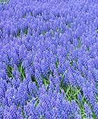 PHOTO: Muscari ameniacum