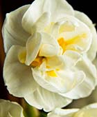 PHOTO: Narcissus ‘Bridal Crown’