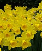 Narcissus ‘Marieke’