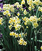 PHOTO: Narcissus ‘Minnow’