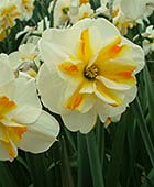 PHOTO: Narcissus ‘Sorbet’