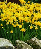 PHOTO: Narcissus Tete a tete