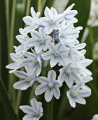 PHOTO: Striped Squill