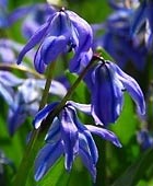 PHOTO: Scilla siberica