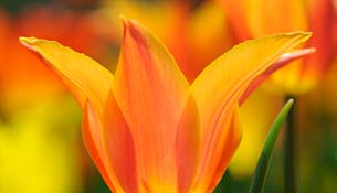 PHOTO: Fall Bulb Festival