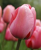 PHOTO: Tulipa PInk Impression