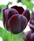 PHOTO: Tulip Queen of Night