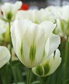 PHOTO: Tulip Spring Green