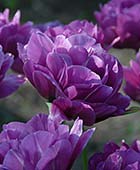 PHOTO: Tulipa ‘Blue Spectacle’