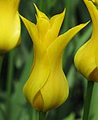PHOTO: Tulipa ‘Flashback’