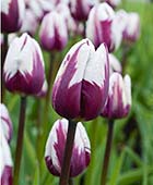 Tulipa ‘Rem’s Favorite’