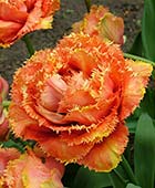 PHOTO: Tulipa ‘Sensual Touch’