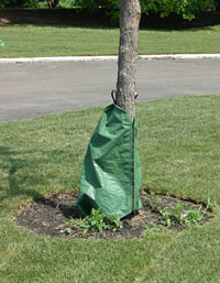 PHOTO: a "gator bag" helps keeps young trees watered in summer heat