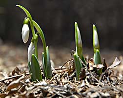 tulips