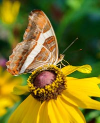 Gardening for Butterflies