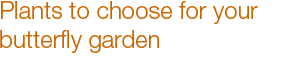 Plants to choose for your butterfly garden