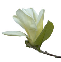 PHOTO: yellow magnolia blossom