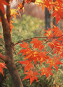 PHOTO: in Gordon Hayward's garden