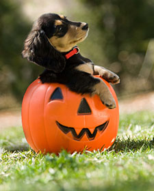 PHOTO: puppy in pumpkin