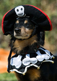 PHOTO: pirate puppy