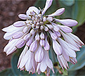 PHOTO: hosta
