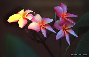 Photo by Allen Rokach