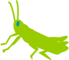 Insect Iinvestigation
