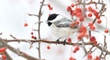 PHOTO: Garden Photo Contest