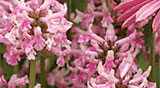 PHOTO: Pink Cotton Candy Betony