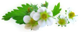 PHOTO: strawberry flower