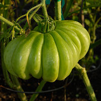 PHOTO: Oaxacan heirloom tomato