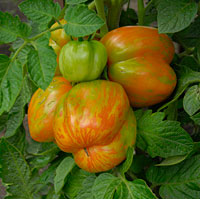 PHOTO: Vita gold heirloom tomato