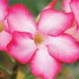 Home & Garden Tour of Santa Barbara 
and Montecito, California
