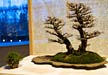 PHOTO: Bonsai preview party