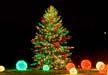 PHOTO: Holiday Tree Lighting