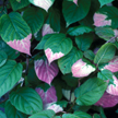 PHOTO: actinidia