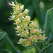 PHOTO: aesculus