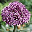 PHOTO: allium