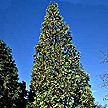 PHOTO: arborvitae