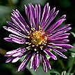PHOTO: aster