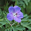 PHOTO: blue geranium