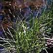 PHOTO: carex