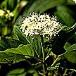 PHOTO: dogwood