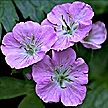 PHOTO: blue geranium
